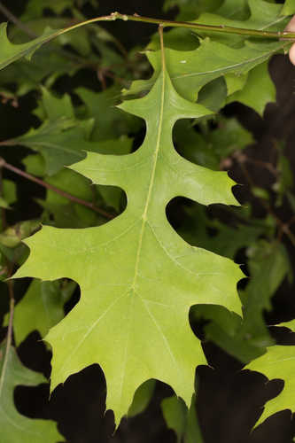 Quercus nuttallii #18